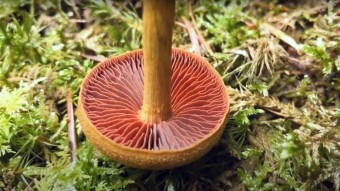 Cortinarius semisanguineus (Surprise Webcap) - Poisonous mushrooms in the world