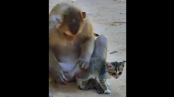 Animals possess feelings of compassion, joy, and pain