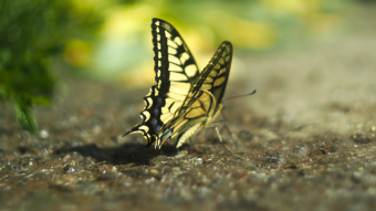 Beautiful butterfly Papilio machaon