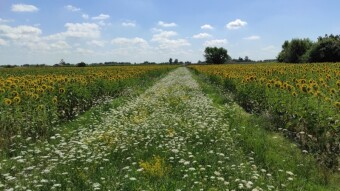 Countryside hiking - Into the sunflowers field