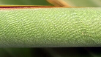 Banana fiber
