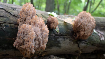 A very rare tree mushroom - Crown coral