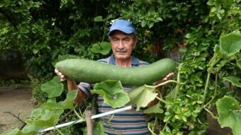 The cucumber my father-in-law grew