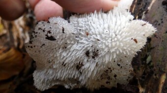 Jelly tooth - it looks exactly as it is called - edible arboreal mushrooms