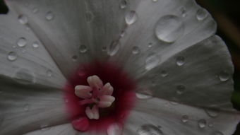 White Flower with Rain Drops