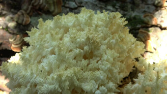 Meadow representative of coral-shaped mushrooms - Clavulinopsis corniculata (Meadow Coral)
