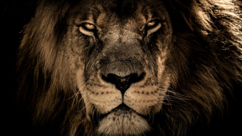 Brave changes its referral payout rates; new rates come into effect in December