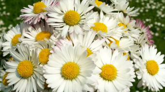 DAISY