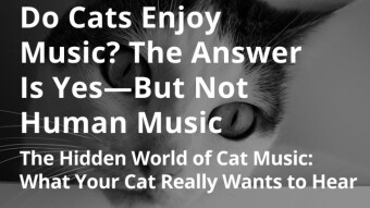 Do Cats Enjoy Music? The Answer Is Yes—But Not Human Music