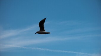 Ahead With The Wind