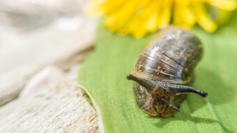 🐌 Spring in Macro Mode