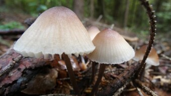 Rainy, almost autumnal, but is it mushroomy?