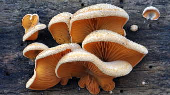 Mushrooms occurring in Europe - Phyllotopsis nidulans
