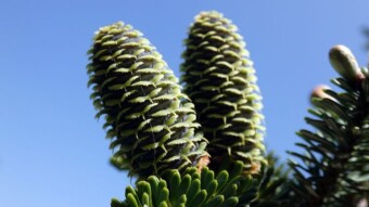 Korean fir in early spring and summer