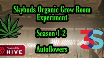 SkyBuds Organic Grow Room Living Soil Experiment Season 1 #90 Season 2 #1 Fresh Start