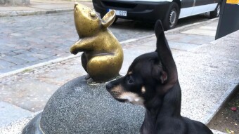 A scavenger hunt in Klaipeda old town with my mini dog Chia