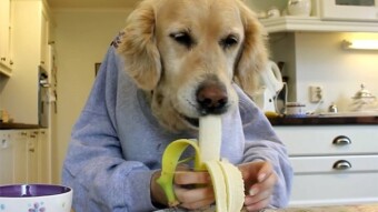Bored people in quarantine take photos of their dogs with human hands