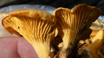 Mushrooms occurring in Europe - Mushroom rarities - Cantharellus cibarius var. cibarius