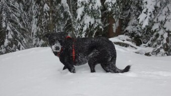 Snow Puma