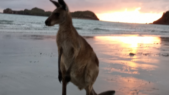 Australia 2020 Sunshine coast (29.11)