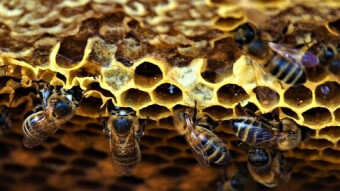 Want to get started on HIVE but don't know how? Here's my offer #teamash