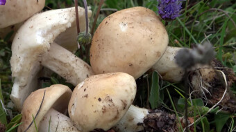 st. George's mushroom underestimated very tasty spring mushroom