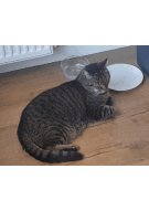 Update 14: Cats cryptocurrency prediction experiment!