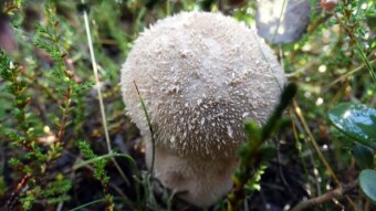 It's the beginning of August, so what to listen to in the Jurassic forests?