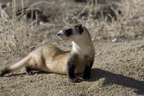 The Charming and Cute Skunk