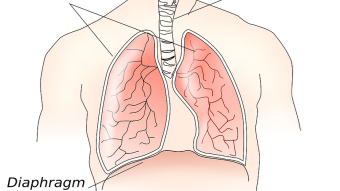 The diaphragm, our most important respiratory muscle