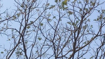 Branch of the tree.