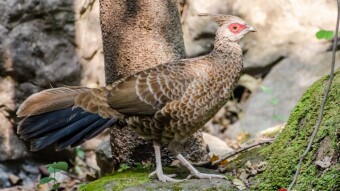Kalij Pheasant - Birding / Wildlife