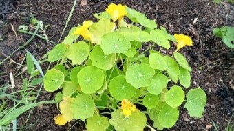 Our Vegetable Plots #26