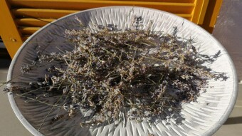 THE HEALING PROPERTIES OF LAVENDER (Lavandula spica)