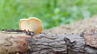Little known arboreal mushrooms - Polyporus alveolaris
