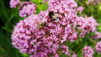 Something is flying around, in my garden