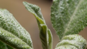 Various plant leaves (Apple, Asparagus, Strawberry and Olive tea tree) - Macro Photography