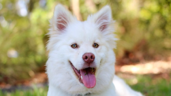 Are Dogs Capable Of Laughter?
