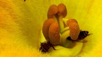 Flower macro Photography.