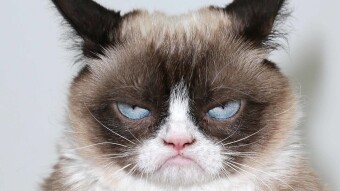 Grumpy Cat, It's time to purr!