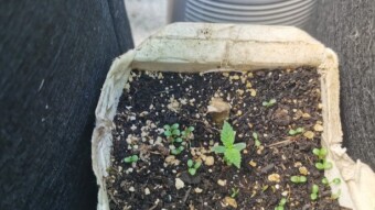 Tetrapak Challenge - Update #9 - Strain - Blue - Week 3 Veg