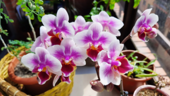 The Wonderful Blooming Process of an Orchid