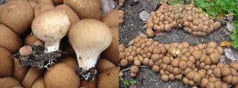 Mushrooms occurring in Europe - Lycoperdon pyriforme