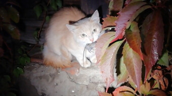 🐱 TOM Finally Caught JERRY 🐭