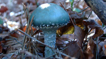 Mushrooms from the Europe - Stropharia aeruginosa