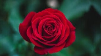 A ROSE IN THE CHAOS