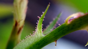 Macro Photography Session | Photogenic models