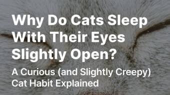 Why Do Cats Sleep With Their Eyes Slightly Open?
