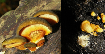 Mushrooms occurring in Europe - Panellus serotinus