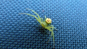 A mysterious intruder with the face of a Chinese doll in my garden - Ebrechtella tricuspidata - Krabek